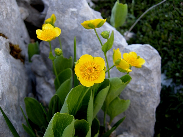 Ranunculus thora / Ranuncolo erba-tora